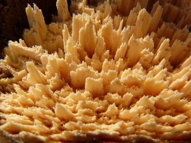 wood chips